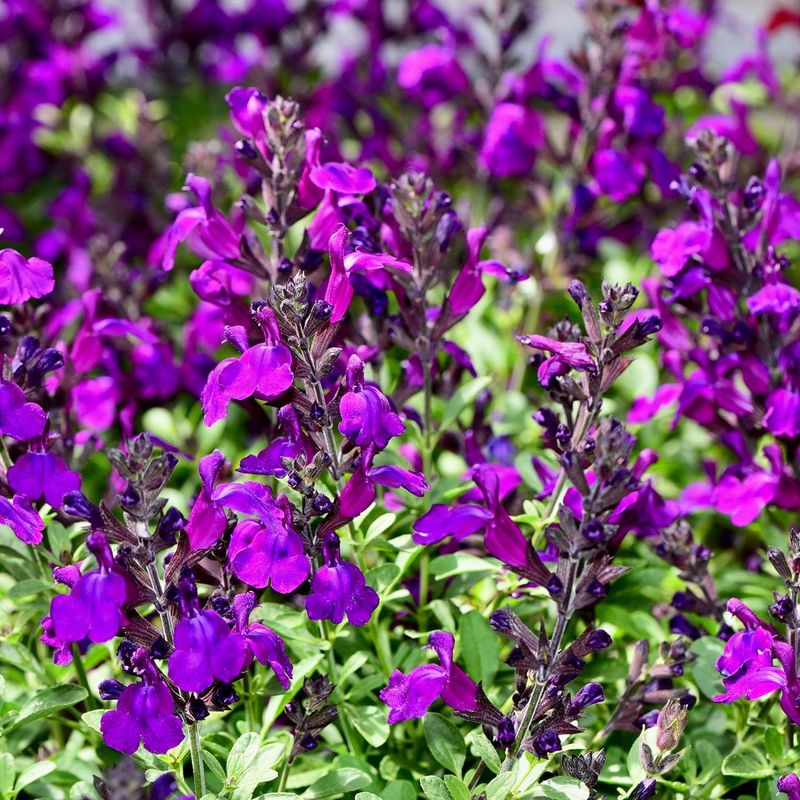 Autumn Sage Spices Up The Border