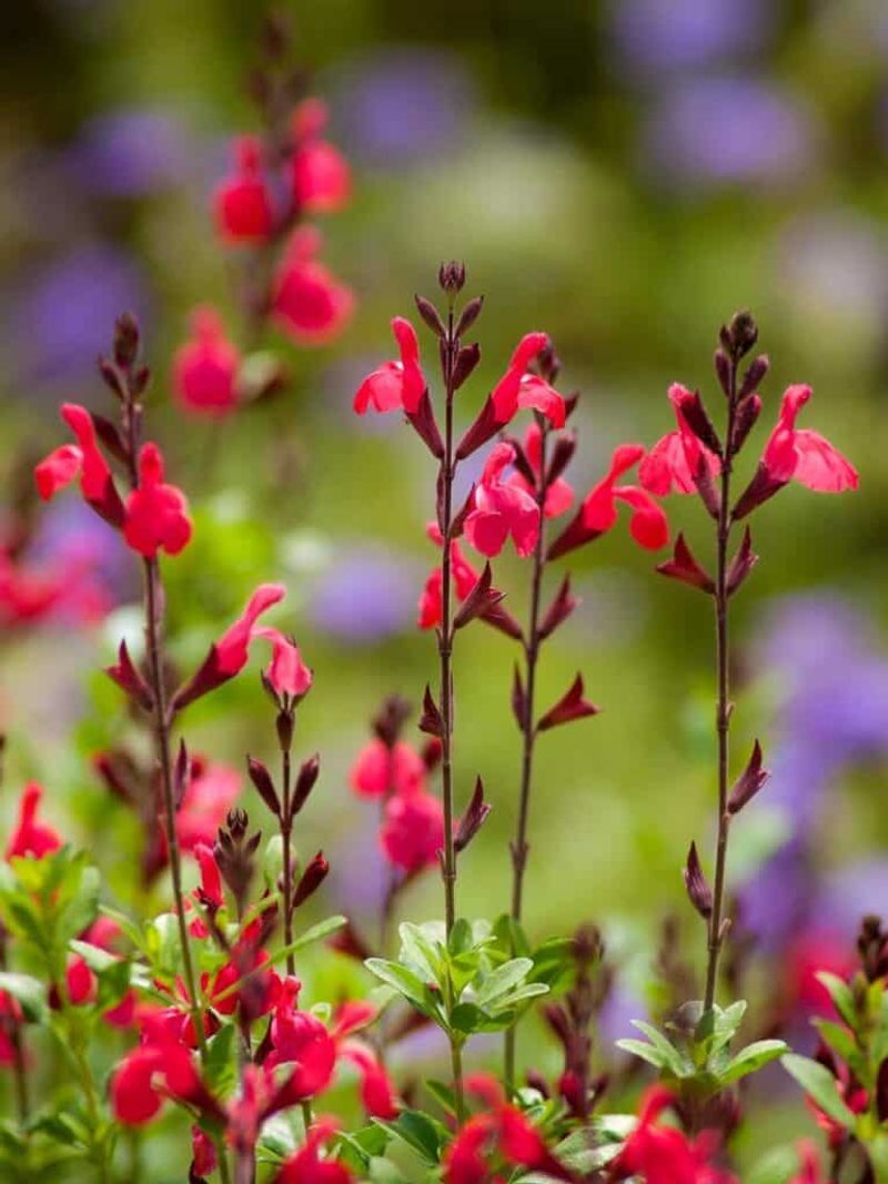 Autumn Sage Blooms From Spring To Frost