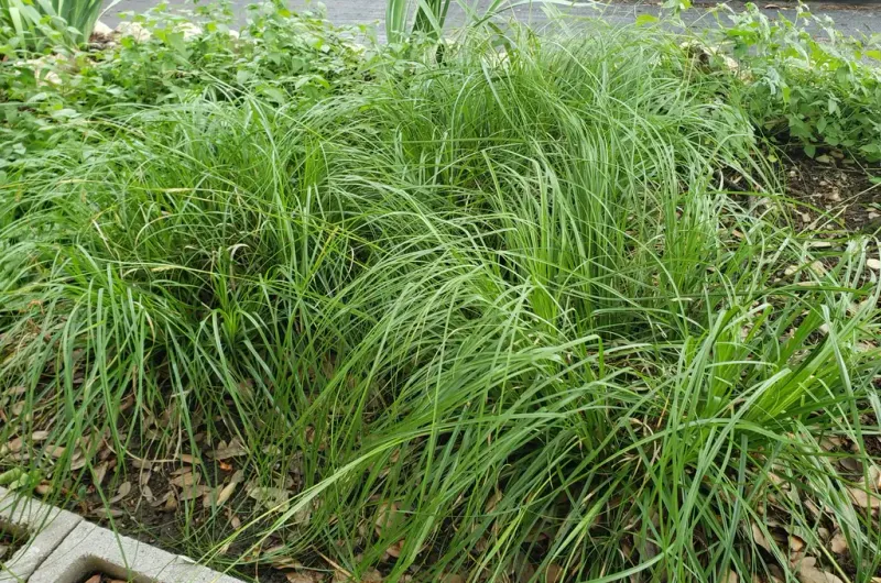 Texas Sedge Provides A Soft Texture Without The Mower
