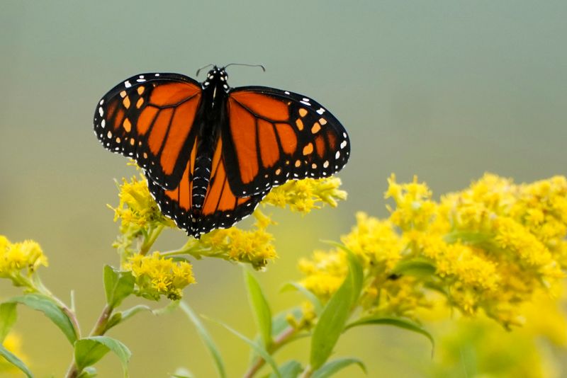 Plant For Fall Monarchs Before They Pass Through