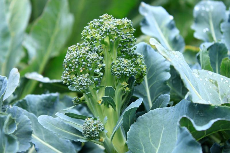 Broccoli Rewards A Little August Planning