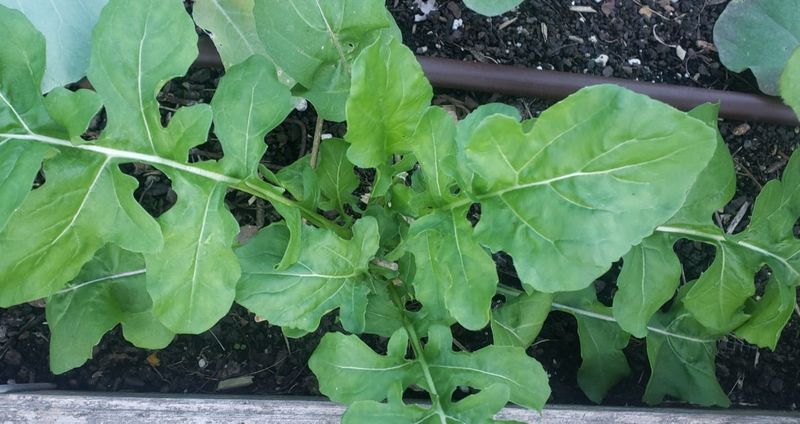 A Handful Of Fast Greens Fill Every Gap