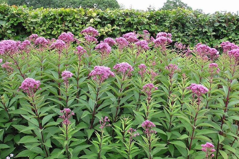 Joe Pye Weed Anchors The Back Border (Eutrochium purpureum)