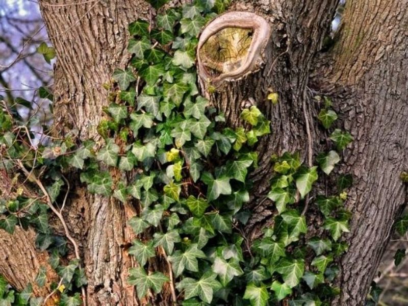 Inspect the Tree and Choose a Safe Window