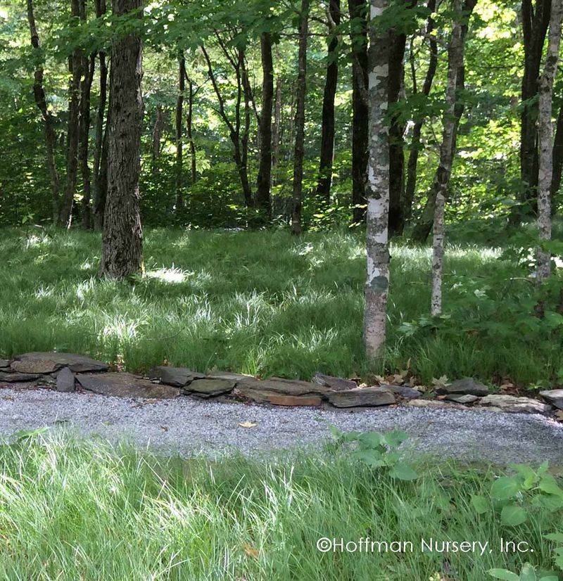 Invite Texture With Pennsylvania Sedge