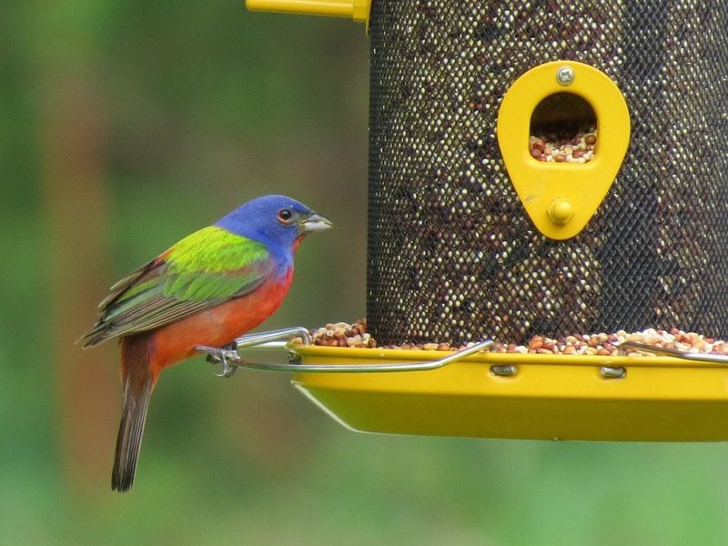 Treat Supplemental Feeding As Optional