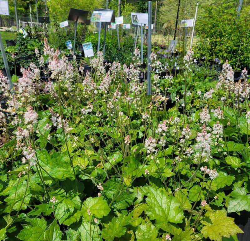 Choose The Right Follow-Up Plants And Expectations