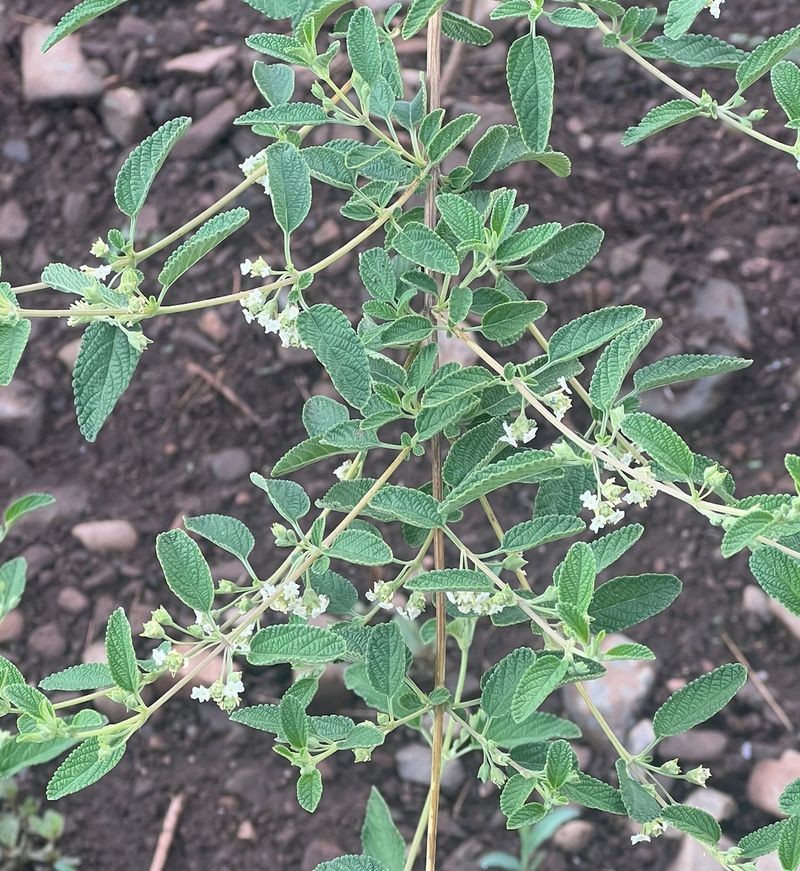 A Culinary Herb With Shrub Potential