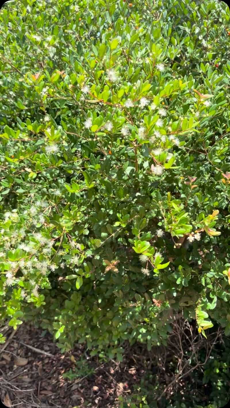 Choose the Evergreen Backbone for Your Region