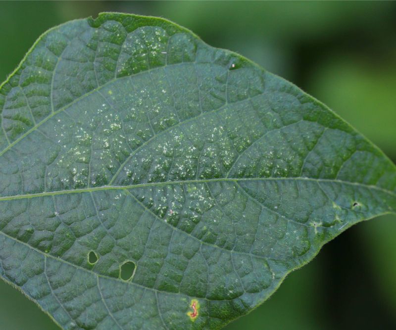 Scout For Mites Before Reaching For Pesticide