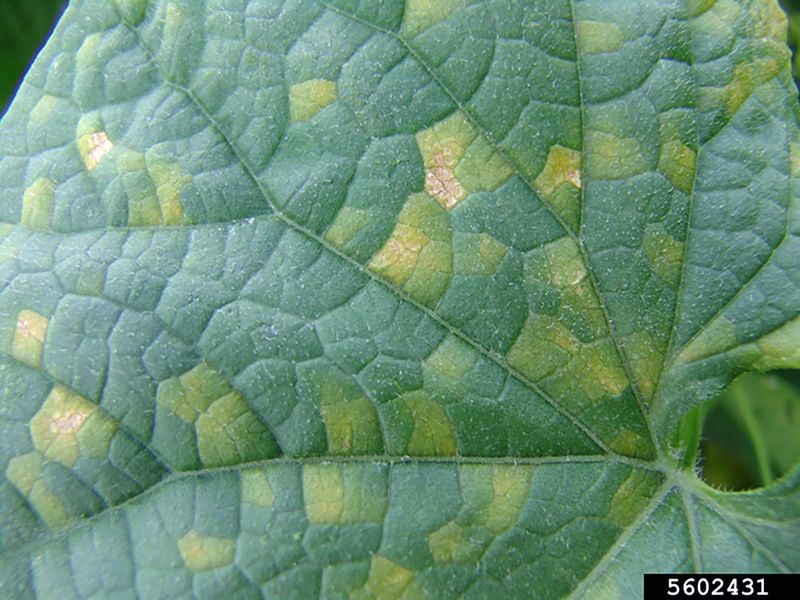 Sudden Visibility Does Not Rule Out Disease