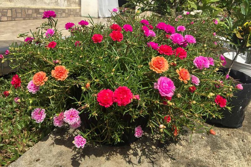 Treat Moss Rose As A Strong Choice, Not A Magic Plant