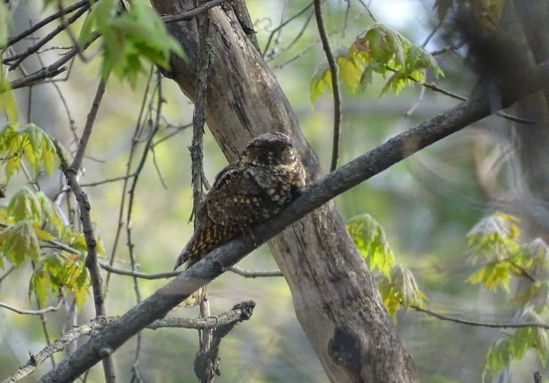 Record The Call Without Chasing The Bird
