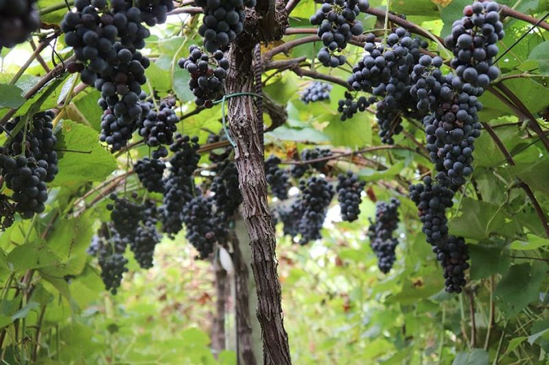 Check Light, Crop Load, Cultivar, And Canopy