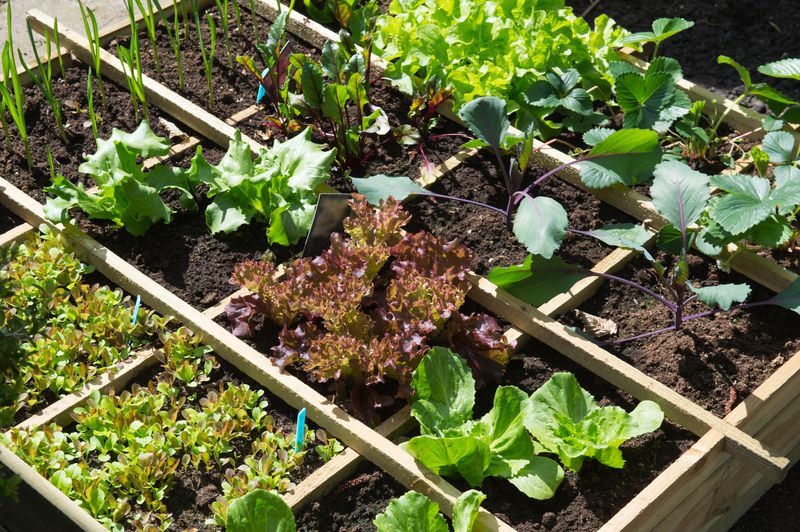 Keep July Plantings Moving Toward Fall