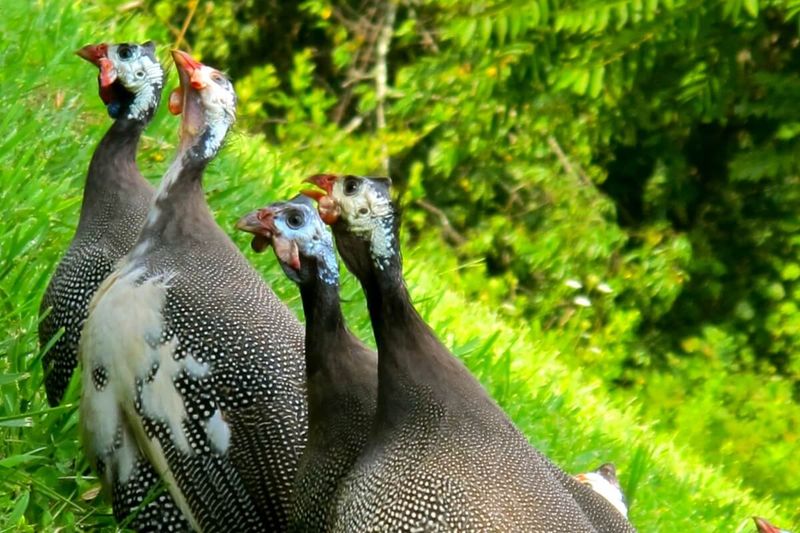 Decide Whether the Birds Fit Your Property