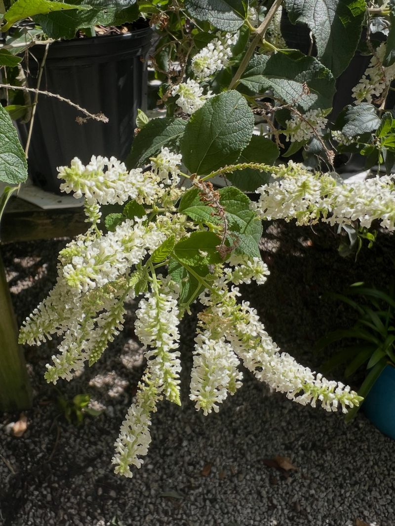 Give A Large Shrub Enough Container And Drainage