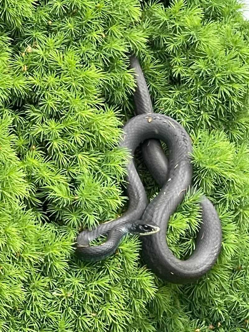 Give The Snake Space And Fix The Route
