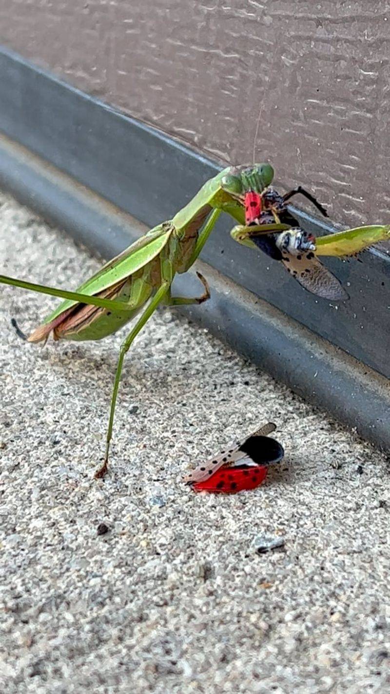 Let Mantises Help Without Expecting a Miracle