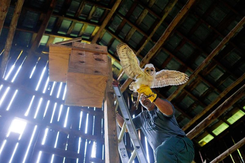 Support Wild Owls Without Taking Control