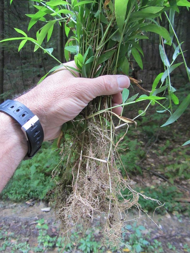 Hand-Pull Small Patches Before Seed Matures