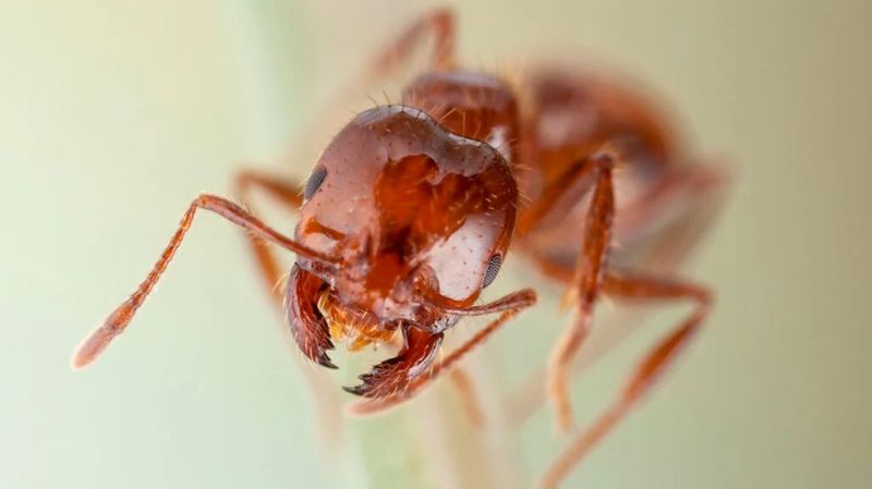 Protect People, Plants, And Native Ants