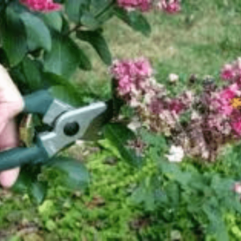 Deadheading May Extend This Year's Display