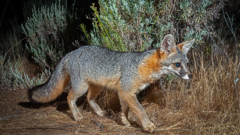 Treat a Gray Fox as One Part of the Solution