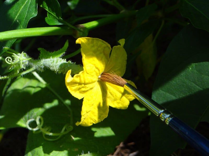Hand-Pollinate Only When The Variety And Flowers Call For It