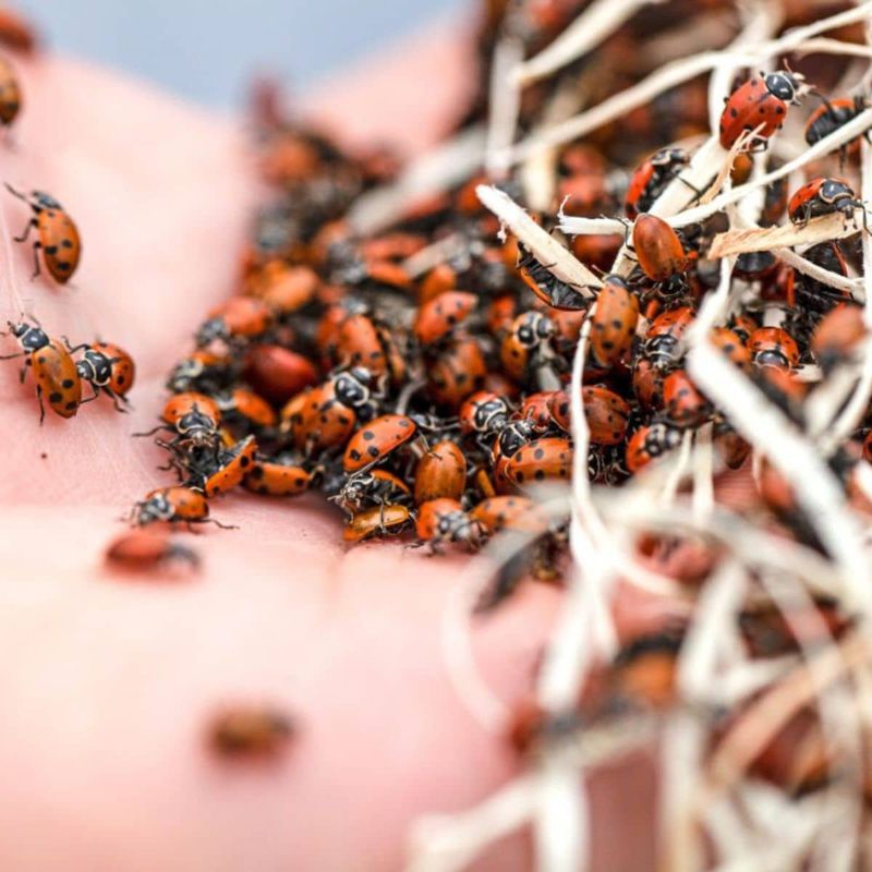 Released Lady Beetles Often Do Not Stay