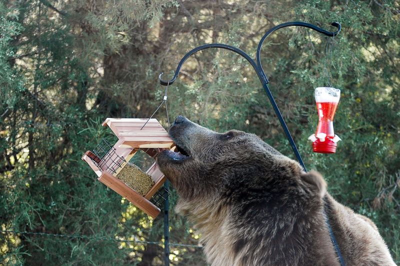 Freezing Weather and Bears Can Override the Plan