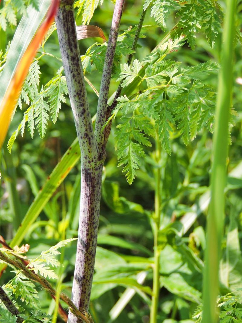 Let Growth Stage and Habitat Add Context