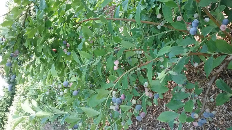 Rabbit Ridge Berry Farm