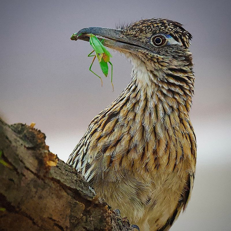 Grasshoppers Get Snapped Up By The Dozen