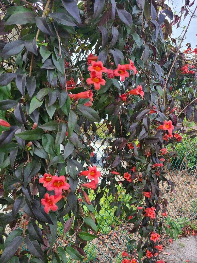 Crossvine Screens A Fence Through Cool Snaps