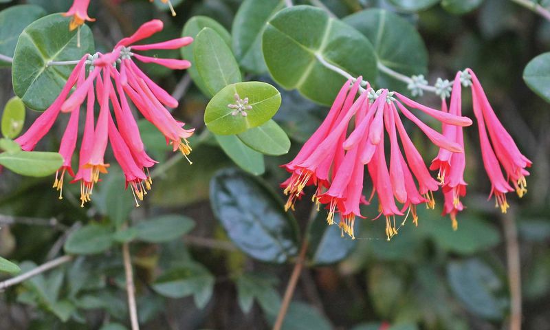 Coral Honeysuckle Offers Sweet Nectar And Berries