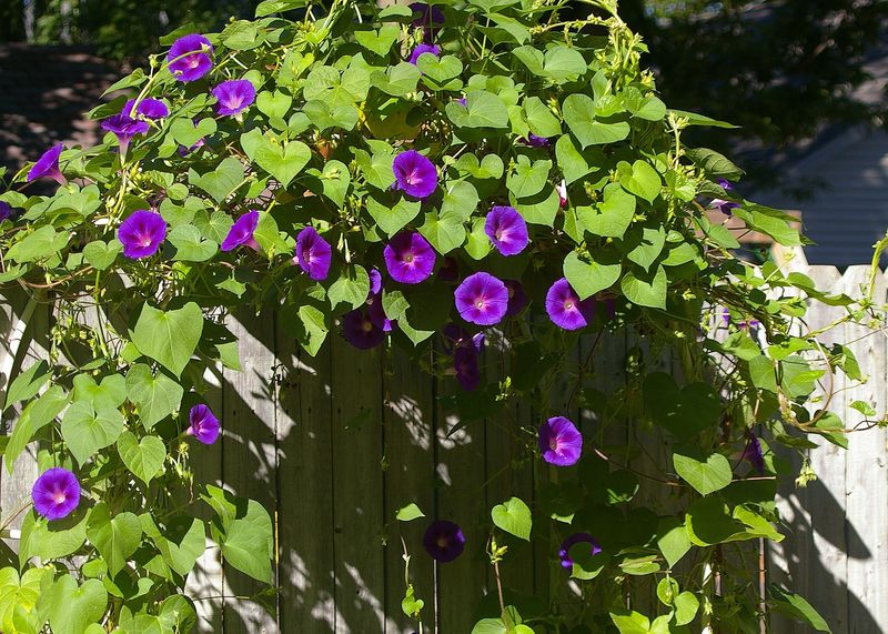 Morning Glory Offers Classic, Speedy Charm