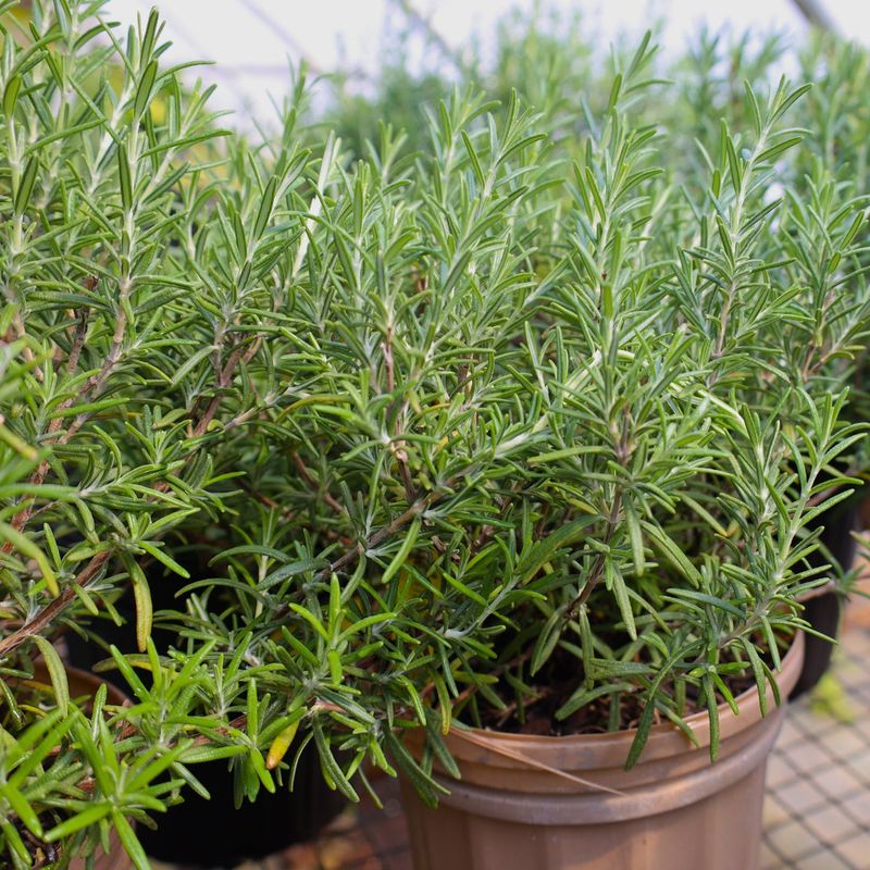 Rosemary