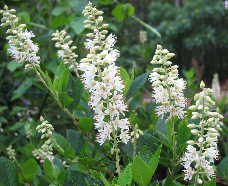 Sweet Pepperbush Perfumes The Porch In August