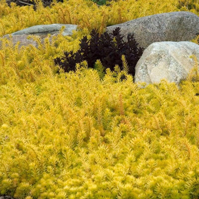 Stonecrop Creates A Drought-Proof Erosion Barrier