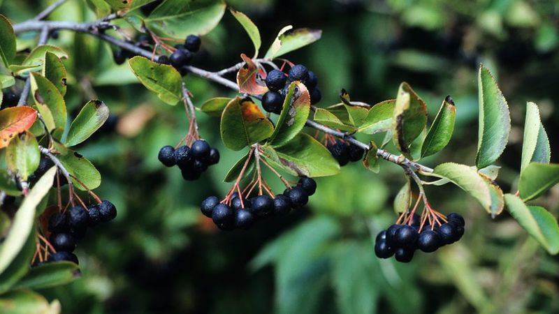 Black Chokeberry's Berry Tough Spirit