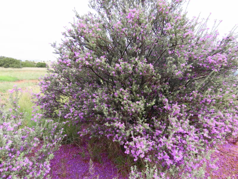 Give the Shrub Sun and Sharp Drainage