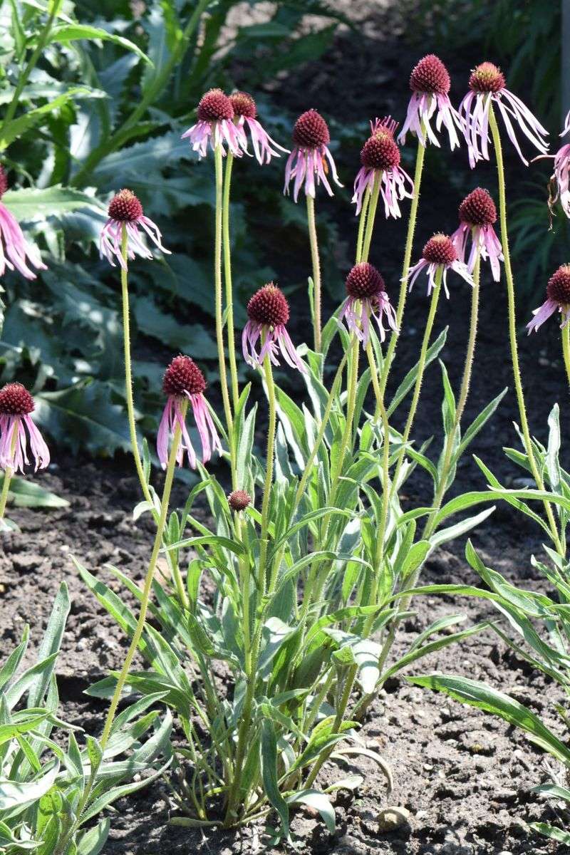 Petal Drop Does Not Mean Seed Maturity