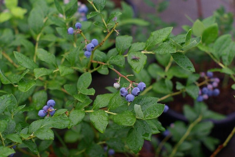 Match Care To Plant Age
