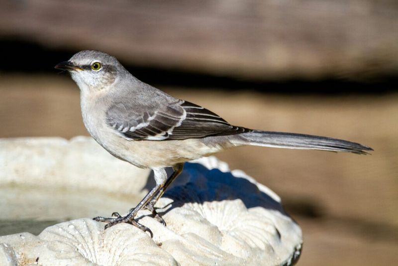 What Else Actually Helps Attract Mockingbirds To Your Yard