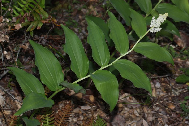 Experience The Arching Elegance Of False Solomon's Seal