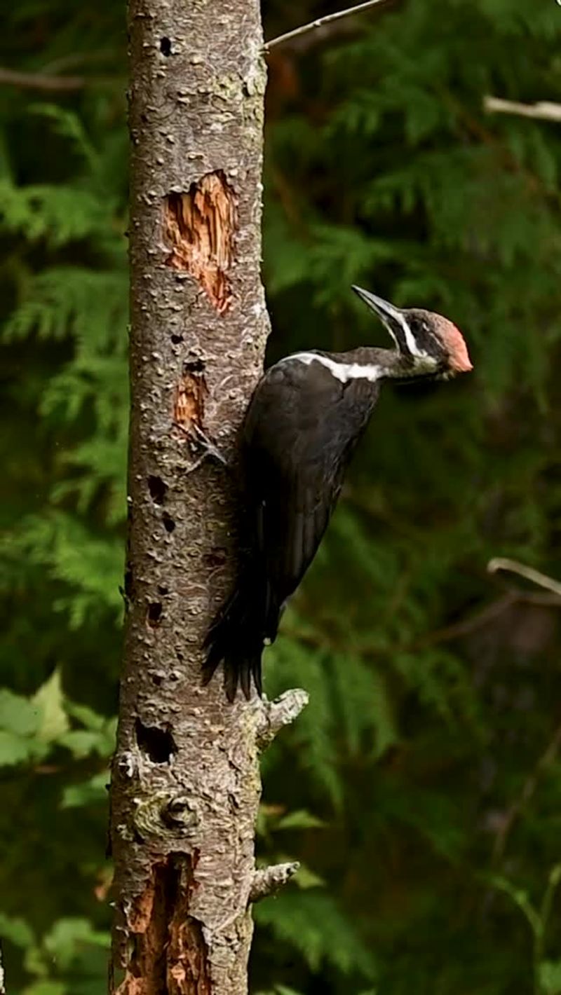 Dead Wood Usually Explains the Meal