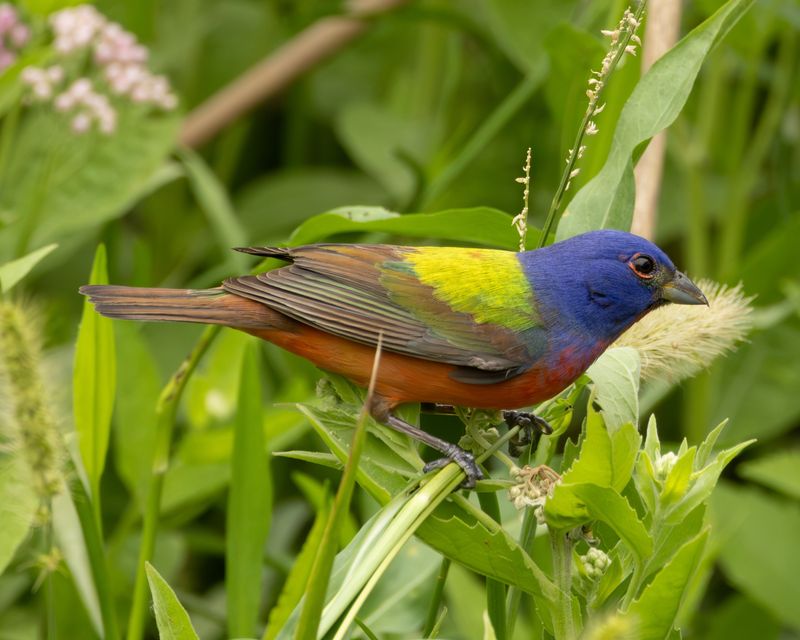 Let The Habitat Do More Than Attract One Bird