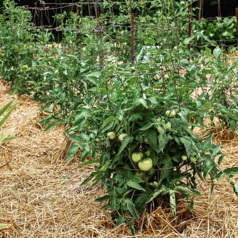 Use Mulch And Leaf Cover Against Heat Damage