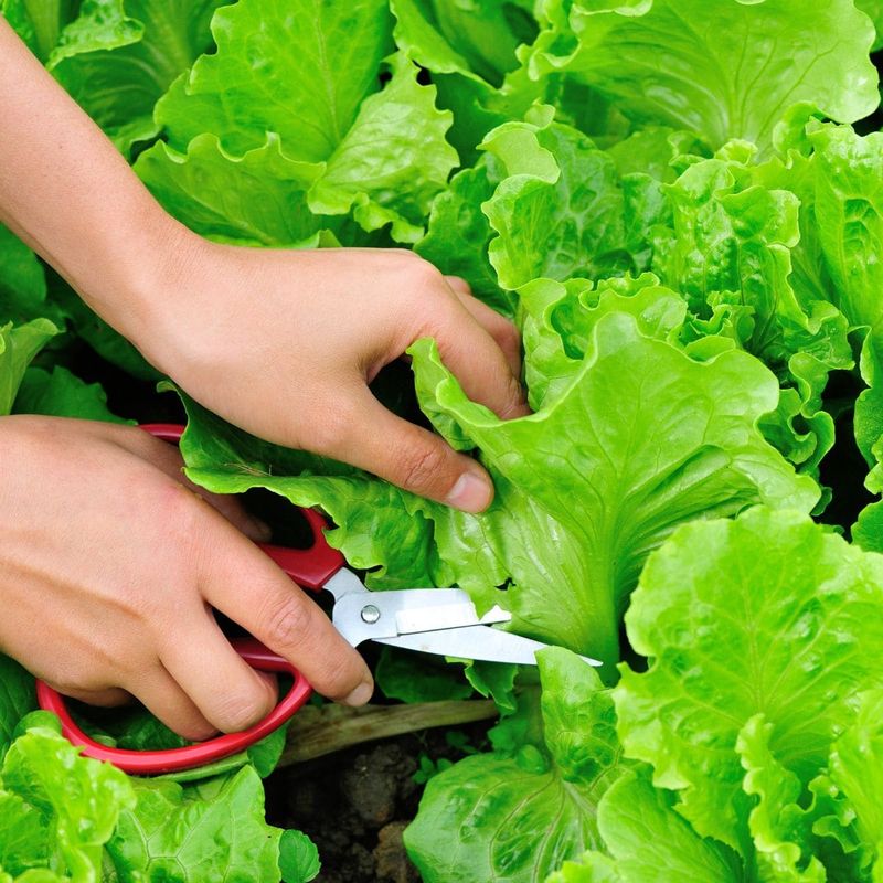Replace Spent Plants And Handle Greens Safely